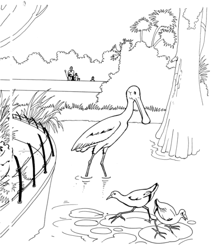 Spoonbill Bird In A Zoo Coloring Page